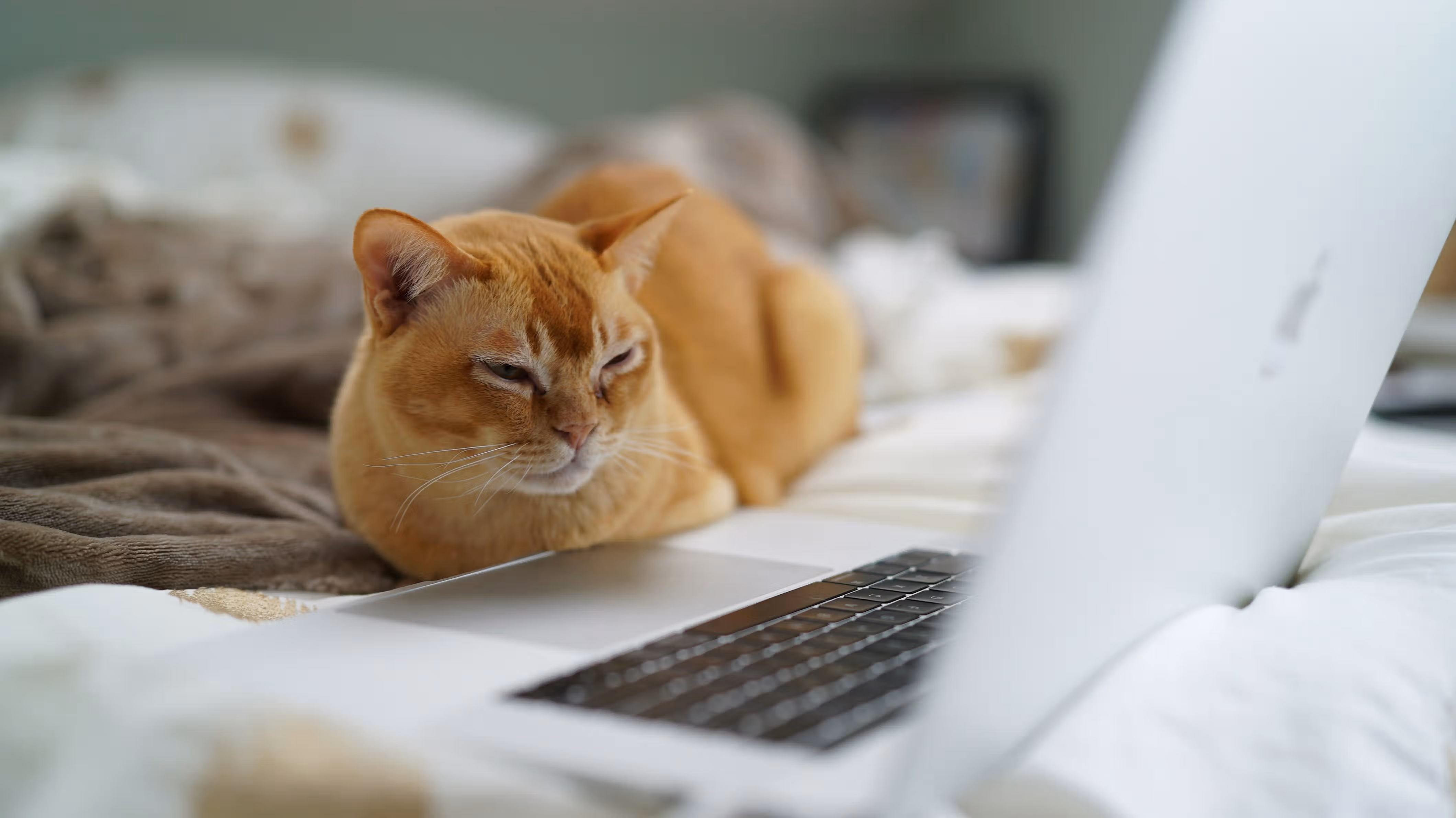 Use Cloudflare Zaraz to implement Disqus performantly