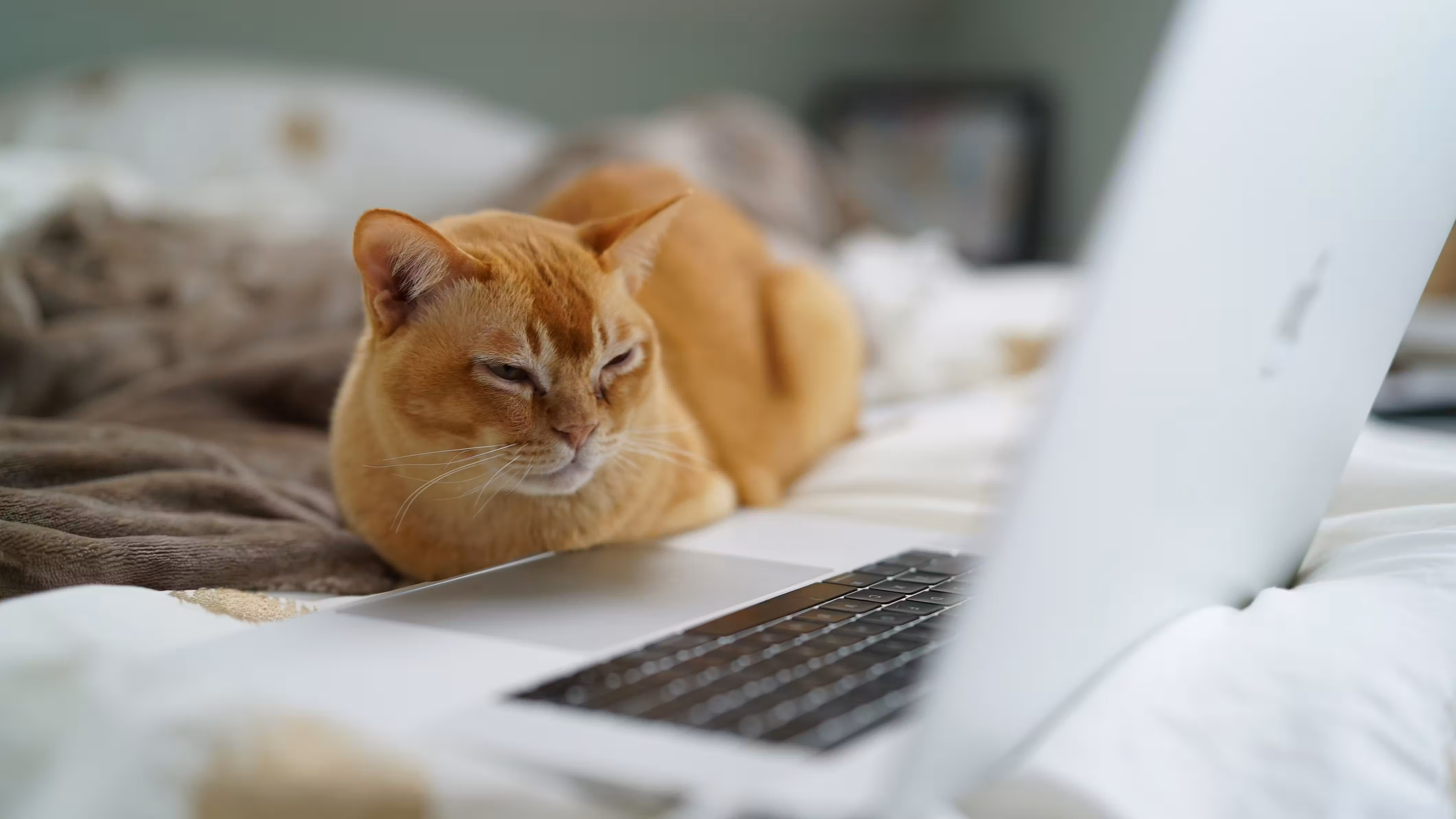 Use Cloudflare Zaraz to implement Disqus performantly