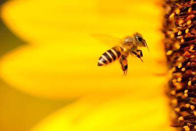 /blog/the-interesting-world-of-bees